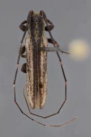  Cacostola exilis , male holotype specimen; © E.H. Nearns